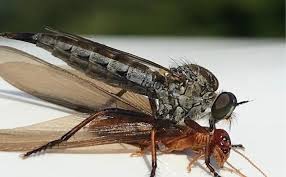 Houses in tucson had/have/will get termites, and these people know how to get rid of them even in tricky places. A Creepy Crawly Captured On Camera Pct Pest Control Technology