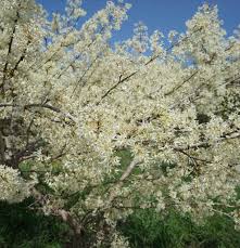 Image result for Leptactina platyphylla