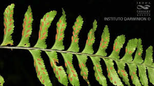 Image result for Asplenium inaequilaterale