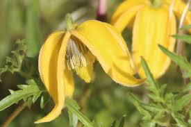 Clematis 'anita', tangutica group clematis 'anita', clematis tangutica 'anita'. Gelbbluhende Archive Clematis Herian