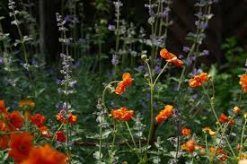 3 maintaining and harvesting catnip. Catnip Plant Care Tips Top College Papers