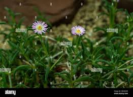 Image result for Pittosporum abyssinicum