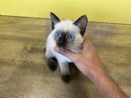 Turtle was adopted with her friend mini! Siamese Short Hair Kittens For Sale In Westchester New York