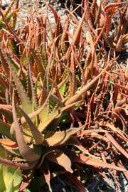 Image result for Aloe dawei