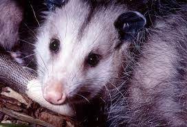 Possums Are One Of The Cleanest Animals You Will Find Anywhere Here Is A Photo Of A Possum Just After He Finished Cleaning Himse Awesome Possum Possum Animals