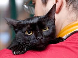 Die eigene katze einschläfern zu lassen, ist eine schwierige entscheidung. Fiv Leben Mit Immunschwache Bei Katzen