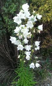 Pin On My Cottage Garden 2015