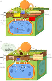 Maybe you would like to learn more about one of these? Frontiers Multifunctional Roles Of Plant Cuticle During Plant Pathogen Interactions Plant Science