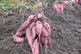 サツマイモ」について – ちくわPOPブログ