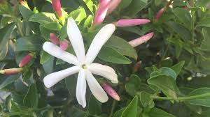 Image result for Jasminum multipartitum