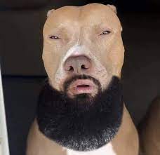 Light Skin Dog Pose In 2021 Really Funny Memes Funny Ghetto Memes Funny Black Memes