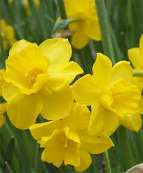 404 Not Found 1 Fragrant Flowers Spring Flowers Bulb Flowers