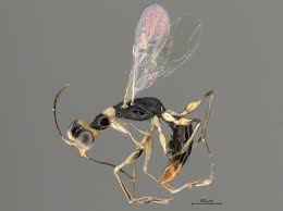 Image result for Gnidia chapmanii