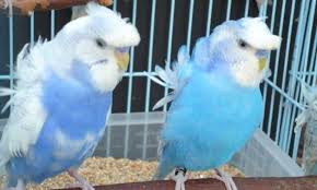 Know About First National Budgerigar Bird Show In Egypt In 2020 Budgerigar Bird Budgerigar Bird