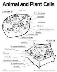 Color the picture of the plant cell according to the key at the bottom. Printable Plant And Animal Cell Animal Cell Plant Cell Free Printable From Education Jpg Life Science Middle School Plant Cells Worksheet Science Cells
