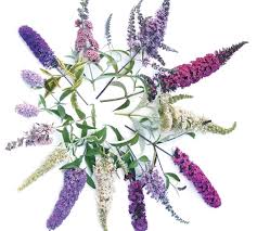 Continue watering daily for the first month. Beyond The Basic Butterfly Bush Finegardening