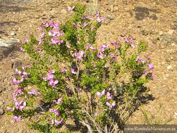 Polygala fruticosa in the germplasm resources information network (grin). Polygala Myrtifolia Kumbula Indigenous Nursery