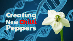 Check spelling or type a new query. Cross Pollinating Chilli Peppers And The Birth Of A New Chilli Variety Youtube