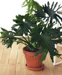 The Most Popular Indoor Plants Of 2019 And Their Perfect Planter Match Large Indoor Plants Plants Popular House Plants