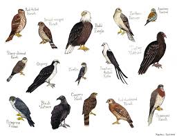 Birds Of Prey Cw Seed Falcons Bird Field Guide Style Watercolor Painting Print Hawks Vulture Eagle 30 00 Via Etsy Falcons Pet Birds Bird