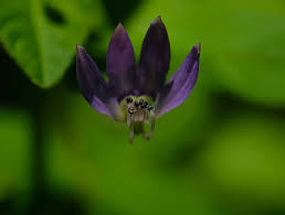 Image result for Cleome rutidosperma