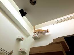 Enudden Cat Steps On Wall Ikea Hackers Ikea Hacks For Cats Cat Steps Diy Climbing Wall