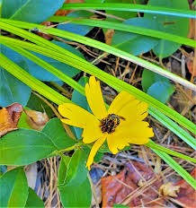 Image result for Emilia integrifolia