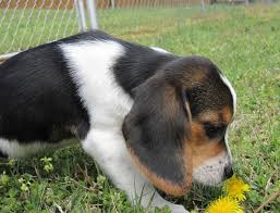Beagle Mix Black And Brown Beagle Puppy Black Beagle With Images Black Beagle Baby Dogs Puppies
