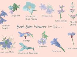 Each bloom has three orange and blue petals. 12 Types Of Garden Plants With Blue Flowers