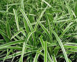 Image result for Carex johnstonii
