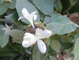 Image result for Barleria albostellata