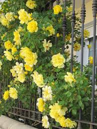 Golden Showers Climbing Roses Yellow Climbing Rose Shower Rose