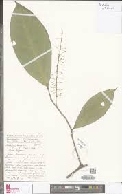 Image result for Pentarhopalopilia