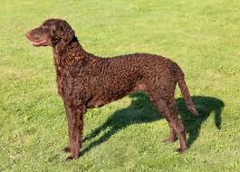 The flatcoated retriever general appearance. Curly Coated Retriever Breed Information Characteristics Heath Problems Dogzone Com