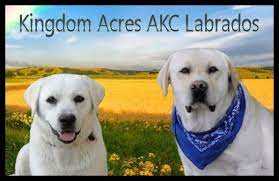 Find labrador retriever puppies and breeders in your area and helpful labrador retriever information. Lab Puppies Southern California