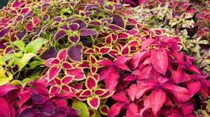 Getso 100pcs raro fiore di ibisco hibiscus bonsai bonsai perenne fioritura. Piante Che Non Hanno Bisogno Di Sole Idee Green