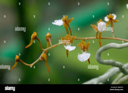 Image result for Solenangis