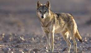 Tumblr Wolf Poses Wolf Dog Rare Dog Breeds