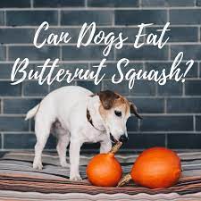 Can Dogs Eat Butternut Squash Butternut Squash For Dogs Dogids Can Dogs Eat Butternut Squash Butternut