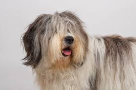 Trova la foto stock perfetta di cane con orecchie e capelli lunghi. Cane Con I Capelli Lunghi Foto Premium