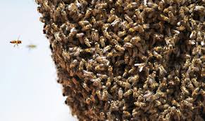 With carl johnson, joshua lamison, tylik furman, jamari gant. Man Stung 160 Times By Killer Africanized Bees Has Heart Attack