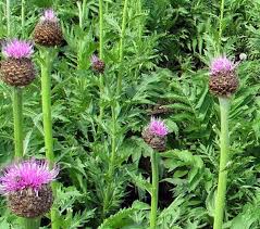 Картинки по запросу левзея