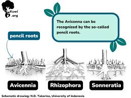 Image result for Avicenniaceae