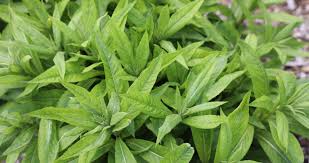 Image result for Vernonia melleri