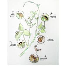 To plant bush beans, place beans three to six inches apart, in rows two to three feet apart. Biological System Insects Associated With Wild Lima Bean Plants Download Scientific Diagram
