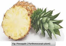 Us humans should never risk eating this highly toxic berry, however. Name A Plant That Forms Seeds But No Fruits And Another Class 11 Biology Cbse