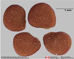 Image result for Nicandra physalodes