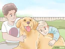 Tdi may have additional registration requirements for how to register your dog as a therapy dog based on where you live. 3 Ways To Train A Therapy Dog Wikihow