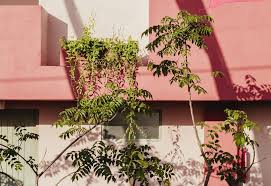 Des plantes parfumées pour un balcon en plein soleil végétaliser un balcon orienté au sud n'offre que très peu de. Quelles Plantes Choisir Pour Son Balcon Jardiland