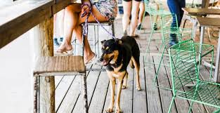 Come out for a meal at this great fine dining restaurant that is conveniently located near montclair but away from its hustle and bustle. 9 Dog Friendly Patios In Vancouver You Need To Visit This Summer Dished